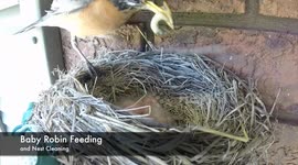 Gross! Watch how robins clean up after their young