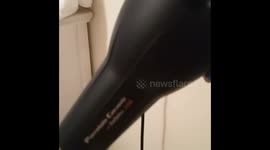 Oliver the cockatiel dries off with a blow dryer