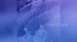 Aquarium jellyfish in mesmerising light display