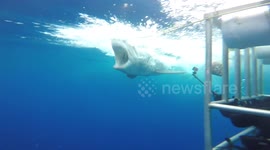Aggressive great white shark eats bait close to shark cage