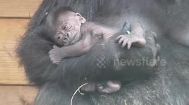 Adorable five days old baby gorilla at Twycross Zoo