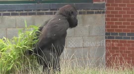 Baby gorilla appears to 'break wind', then tries to hide it