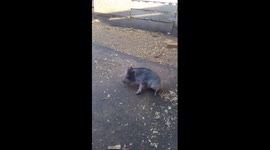 The amazing story of Miracle the mini pig's survival against the odds