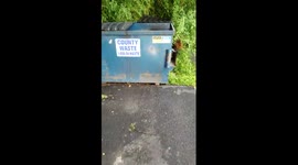 Funny raccoon rescue from bin