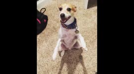 Dog trick balancing on 2 legs