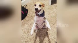 Newsflare Edit - Dog trick balancing on 2 legs