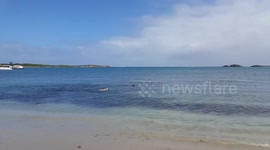 Labrador plays 'chase' with two dolphins