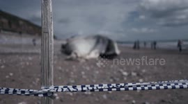 50ft sperm whale washes up on Dawlish beach in Devon
