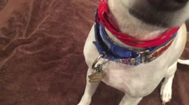 Adorable Jack Russell mix balances glass of win on his head
