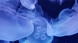 Aquarium jellyfish put on beautiful night display