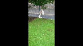 Dog pushing dog on swing unedited