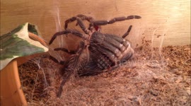 Bird-eating tarantula sheds its skin