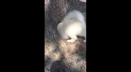 Stella the Samoyed playing in a tree