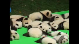 宇宙第一萌团!23只大熊猫幼仔上演“熊猫瘫”