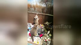 Raccoon seems to nod in thanks to man who helped him escape dumpster