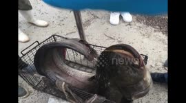 Fisherman releases the 30-kilogram catfish he catches