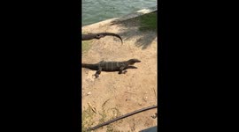 Lizards