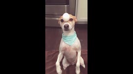 Dog Balances Egg on 2 Legs