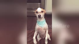 Newsflare Edit - Dog Balances Egg on 2 Legs