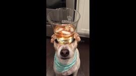 Dog balances whiskey tumbler on his nose