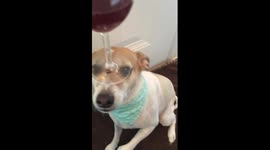 Dog with Wine Glass on his Head Round 2