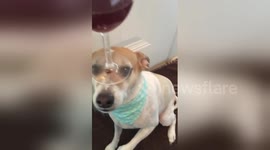 Newsflare Edit - Dog with Wine Glass on his Head Round 2
