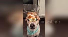 Newsflare Edit - Dog Balances Whiskey Drink on Head