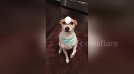 Newsflare Edit - Dog Balances Egg on Head