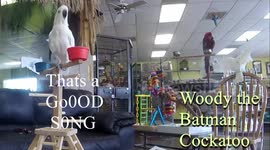 Woody the Goffin Cockatoo Sings Batman at AZ Exotic Bird Rescue