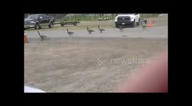Why did the Goose cross the road?