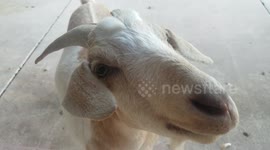 Goat Alarm Clock