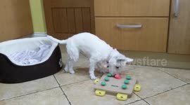 doggie puzzle