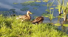 ducks wake up by the water