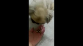 Sweety Papi is eating crackers