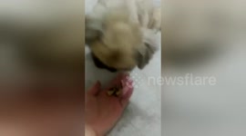 Newsflare Edit - Sweety Papi is eating crackers