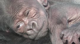 Sleepy, five-day-old gorilla can't keep his eyes open