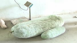 Giant white gourd weighing 85.2 kilograms appears in China