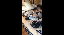 Pugandcat : when you bring home the $$$