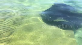 Giant stingray scares children at Australian beach
