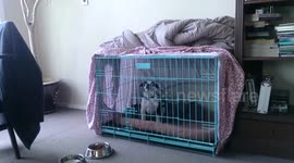 Crate Training a Staffordshire Bull Terrier Puppy Sounds like an Alien