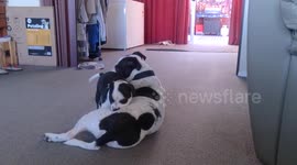 Cute puppy playing with his new brother
