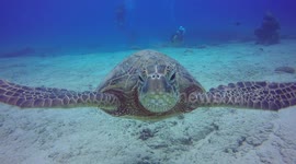 Stunning HD footage of divers swimming with sea turtles