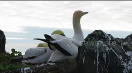 Nigel the lonely gannet tries to woo concrete mate