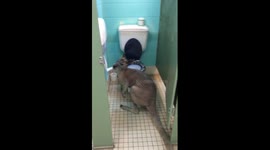 Kangaroo caught eating toilet paper in public bathroom