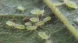 Amazing close up of Aphids on a leaf