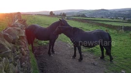 Spring Day watching horses groom each other