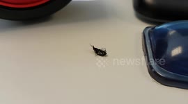 Bug showing off its mad dancing skills