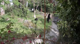 zoo bear stands up for lunch