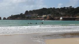 sun, sea, sand, surf and dog