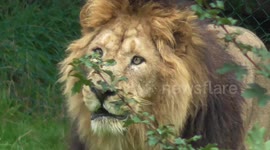 This lion appears to prefer the 'vegetarian option'